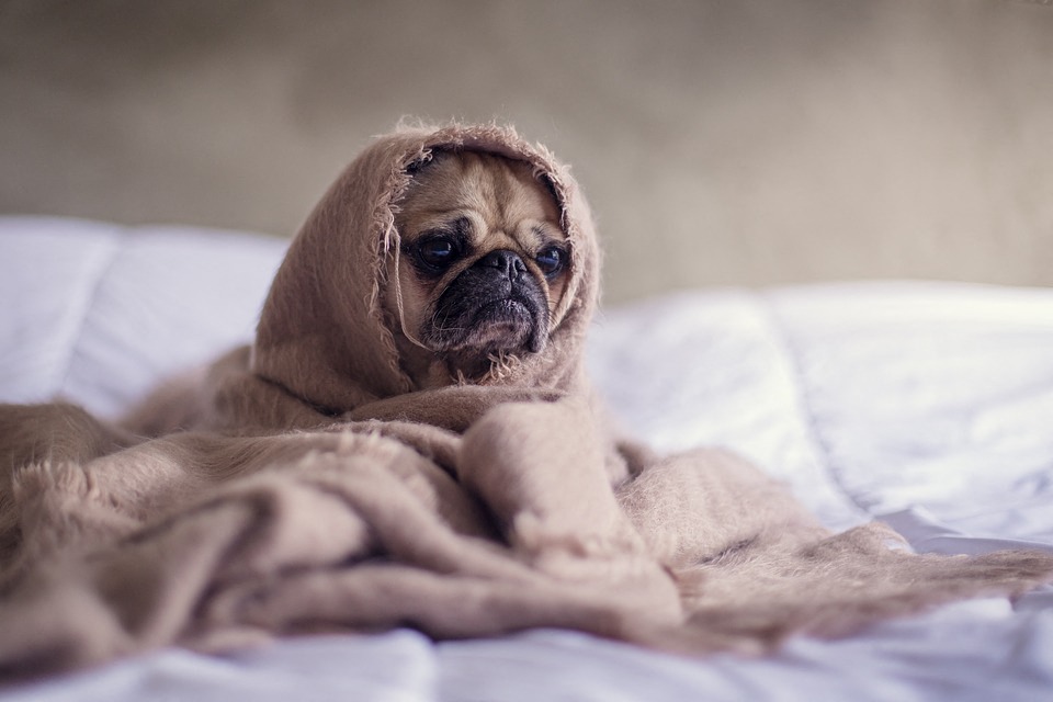 A pug on a bed wrapped in a pink tattered blanket